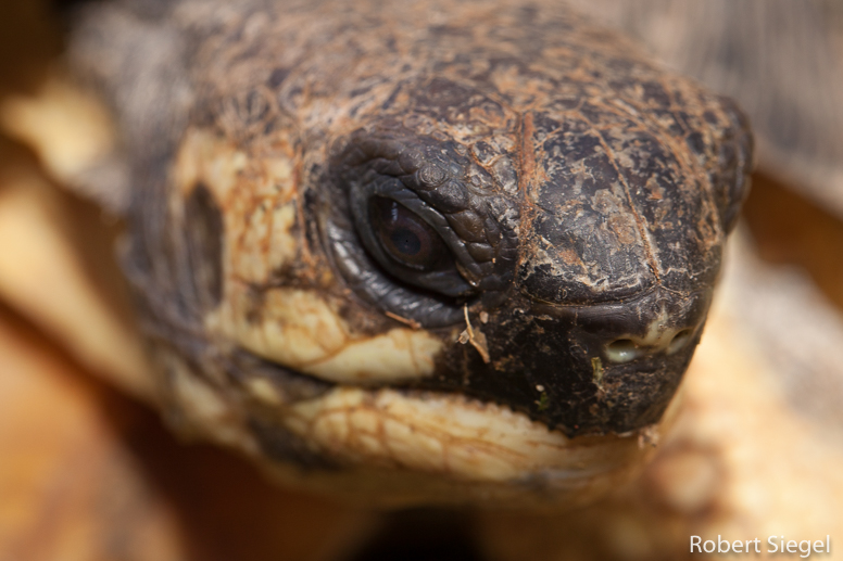 tortoise